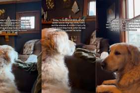 Senior Golden Retriever Spots Someone Outside — Then Gives Family a Reaction They’ve Never Seen Before