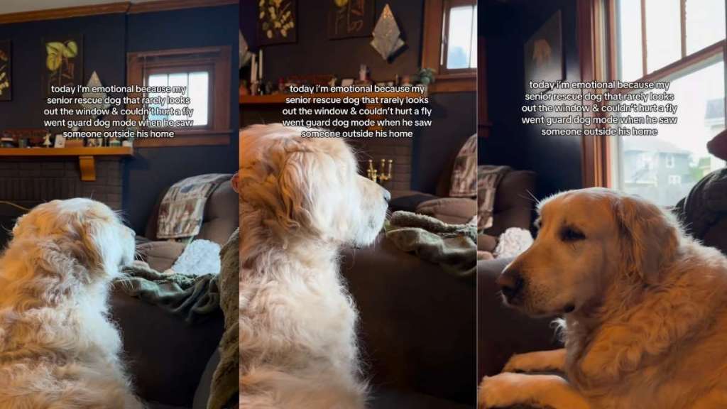 Senior Golden Retriever Spots Someone Outside — Then Gives Family a Reaction They’ve Never Seen Before