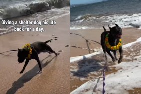 Surrendered Shelter Dog Gets A Fleeting Taste Of Freedom Before Reality Comes Crashing Back