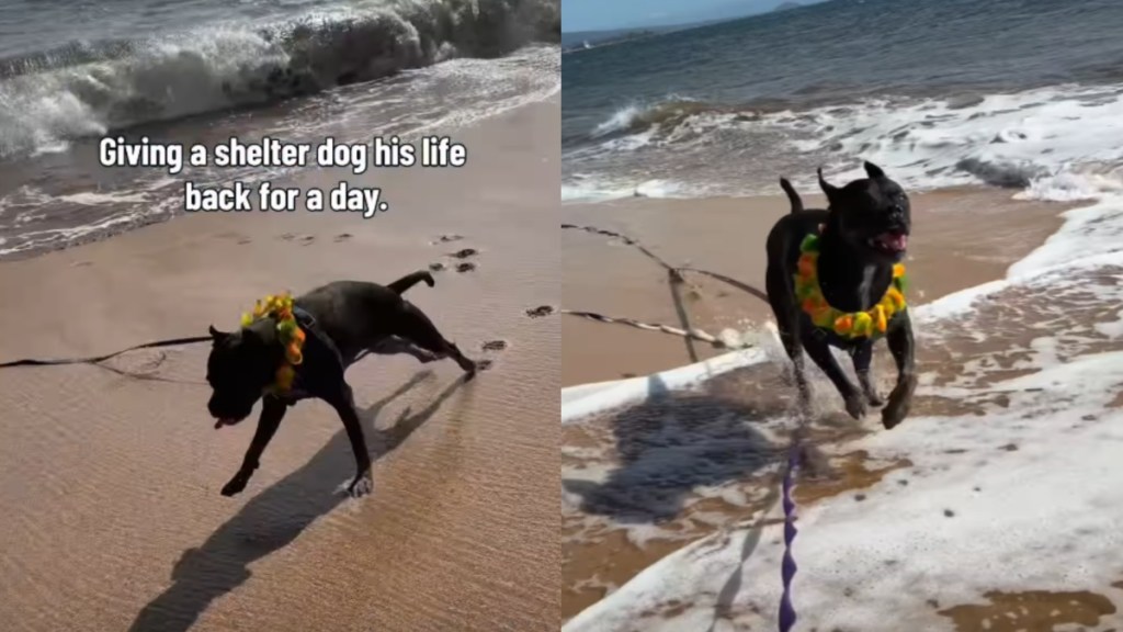 Surrendered Shelter Dog Gets A Fleeting Taste Of Freedom Before Reality Comes Crashing Back