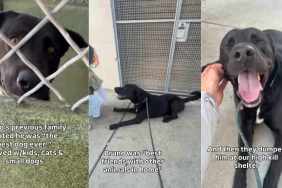 Shelter Dog Thought He Was His Family’s Best Boy, Until They Dumped Him Without Looking Back