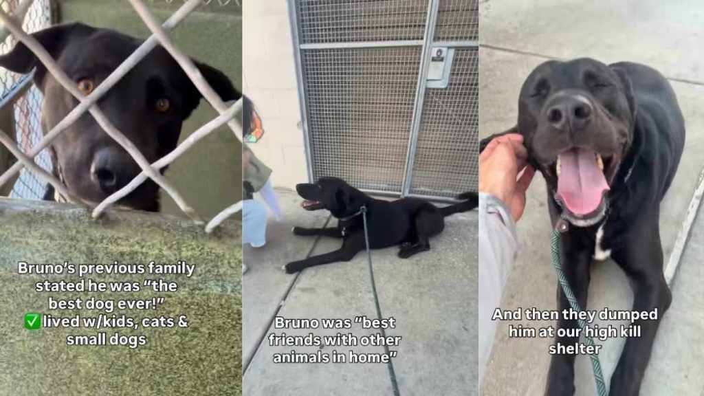 Shelter Dog Thought He Was His Family’s Best Boy, Until They Dumped Him Without Looking Back