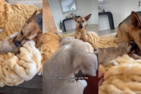 Rescue Dog Gets Overwhelmed by Foster Puppy’s Cuteness, Then Instantly Regrets It