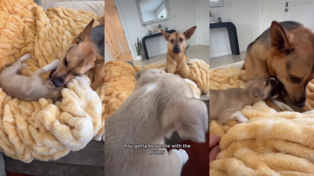 Rescue Dog Gets Overwhelmed by Foster Puppy’s Cuteness, Then Instantly Regrets It