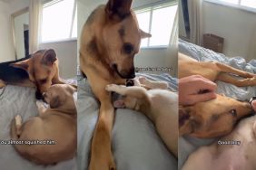 Rescue Dog Realizes Foster Pup Needs the Love He's Missing From His Mom & Does This