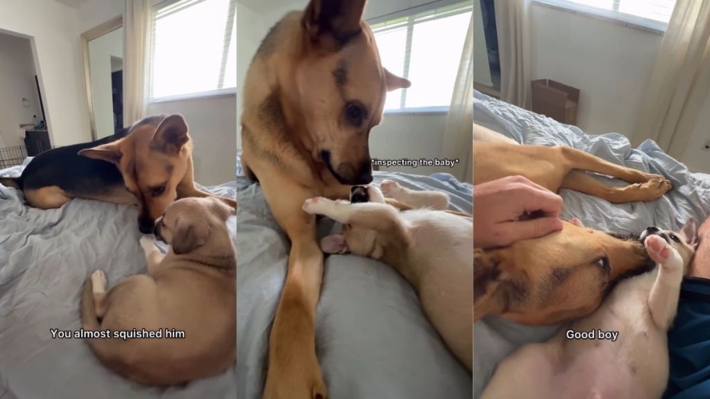 Rescue Dog Realizes Foster Pup Needs the Love He's Missing From His Mom & Does This