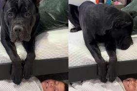 Dog Becomes Mom’s Little Helper When Boy Refuses to Get Up for His First Day of School