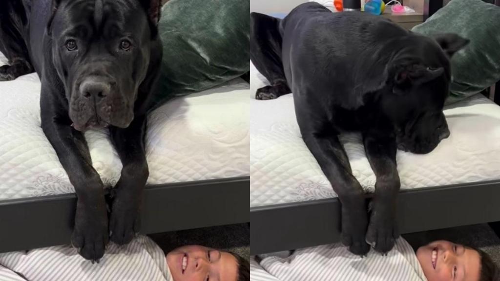 Dog Becomes Mom’s Little Helper When Boy Refuses to Get Up for His First Day of School