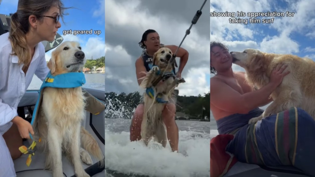 Golden Retriever Perfects the Art of ‘Air Swimming’ on Fun Wakesurfing Adventure