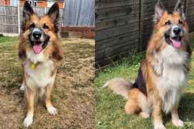 Shelter Dog’s Life Changes in Foster Care — Just Look at Him Now