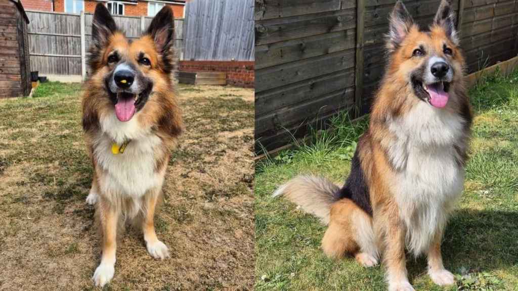 Shelter Dog’s Life Changes in Foster Care — Just Look at Him Now