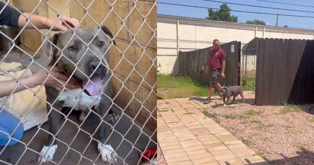 Shelter Dog Leaves the Kennel for One Final Walk, Not Realizing His Life Is About To Change