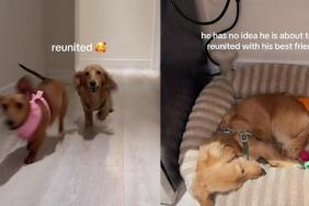 Dog Wakes up To Furry Best Friend After a Month Apart & Immediately Loses It