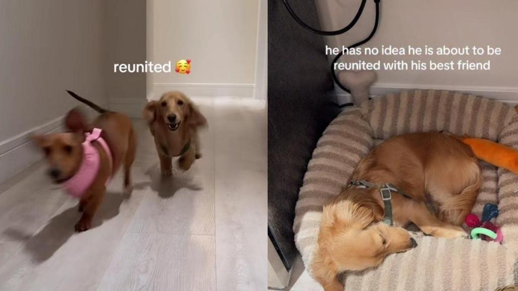 Dog Wakes up To Furry Best Friend After a Month Apart & Immediately Loses It
