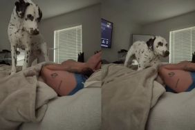 Dalmatian Accidentally Learns To Play Peekaboo & Decides Mom Will Be Playing All Day