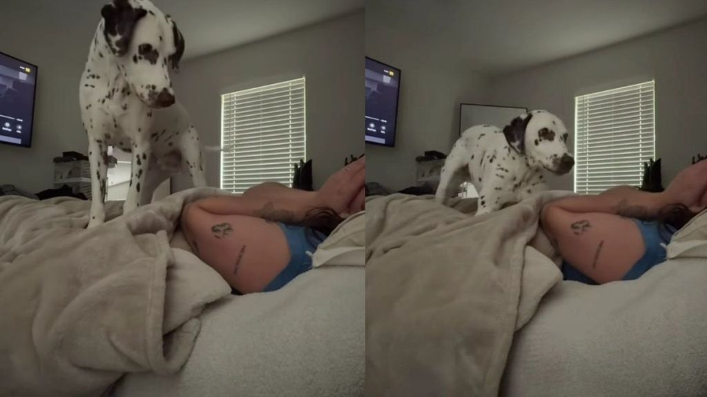 Dalmatian Accidentally Learns To Play Peekaboo & Decides Mom Will Be Playing All Day