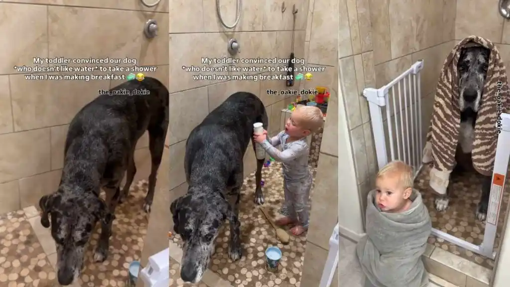 Toddler Outsmarts Dog & Pulls off a Bath Routine Mom Never Saw Coming