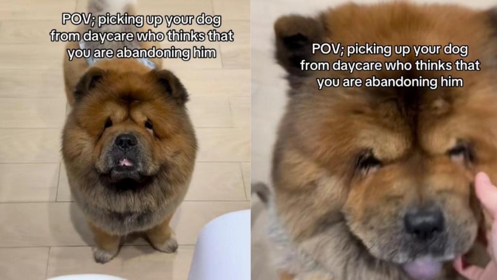 Dog Thinks Human ‘Abandoned’ Him at Daycare, Then Freezes in Disbelief When She Comes Back for Him