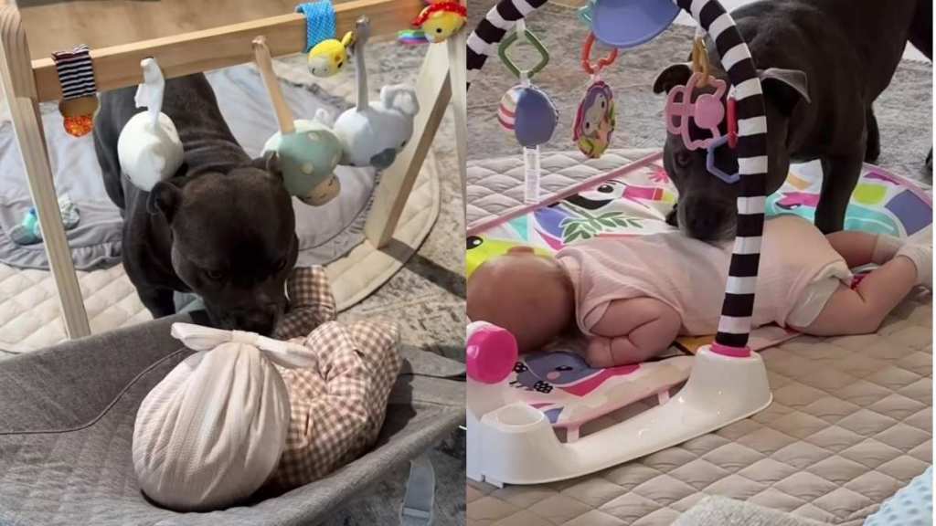 Dog Goes From Feeling Left Out to Fully Embracing Life as a Big Brother