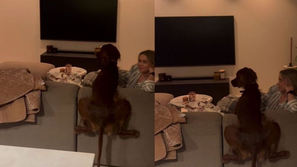Dog's 'Chillout Position' Has Him Hanging Halfway Over the Couch