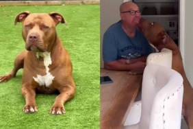 Everyone’s ‘Afraid’ of This Dog, but His Sweet Greeting for Grandparents Tells a Different Story
