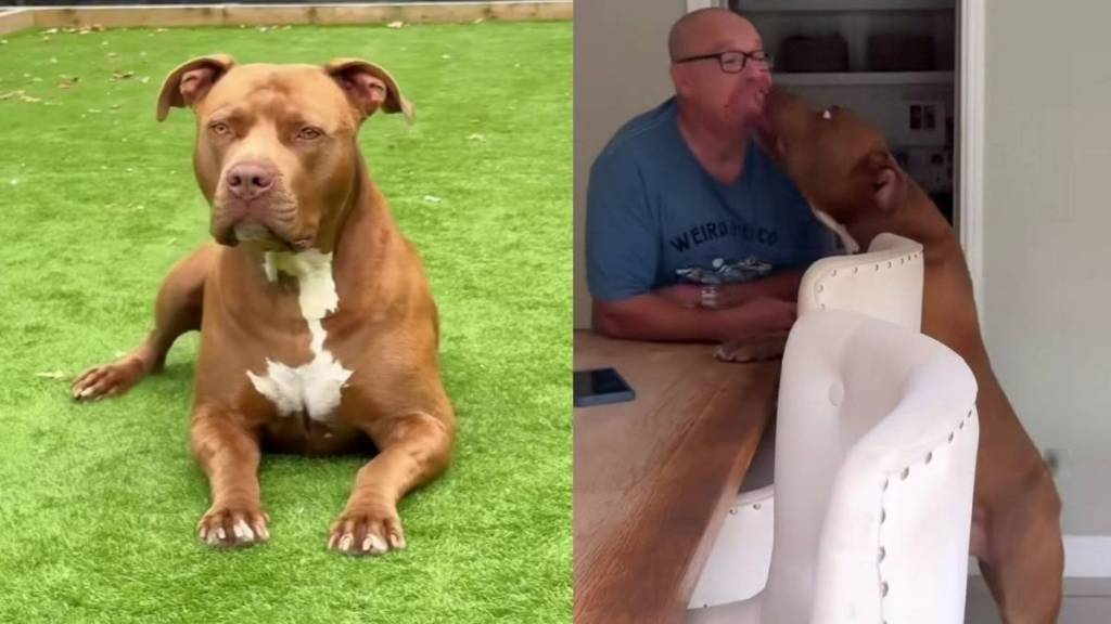 Everyone’s ‘Afraid’ of This Dog, but His Sweet Greeting for Grandparents Tells a Different Story