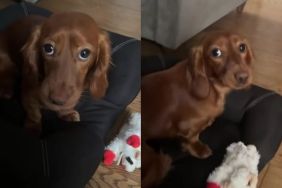 Dog Pretends She Doesn't Know Mom's Sister Until the Treats Come Out