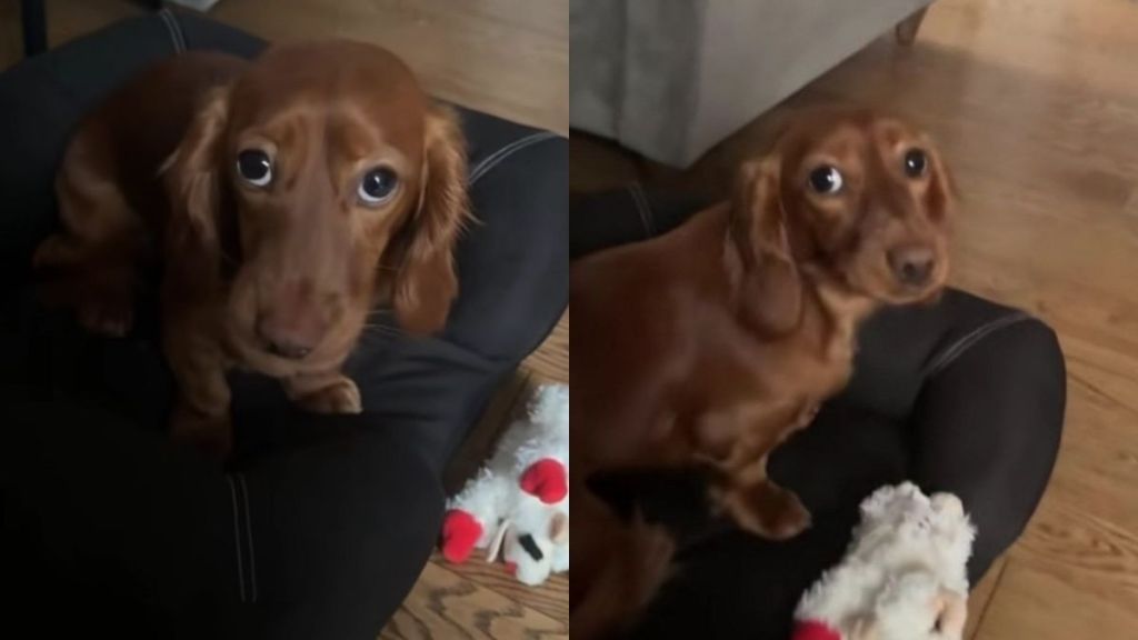 Dog Pretends She Doesn't Know Mom's Sister Until the Treats Come Out