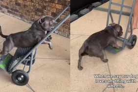 Dog’s Love of Trolleys Makes Perfect Sense Once Dad Lets Him Ride in One