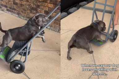 Dog’s Love of Trolleys Makes Perfect Sense Once Dad Lets Him Ride in One