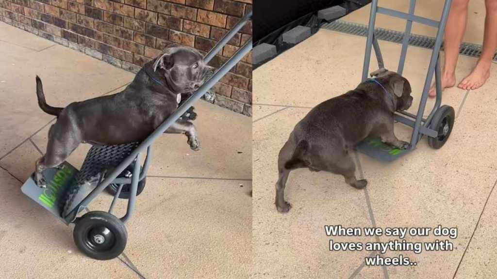 Dog’s Love of Trolleys Makes Perfect Sense Once Dad Lets Him Ride in One