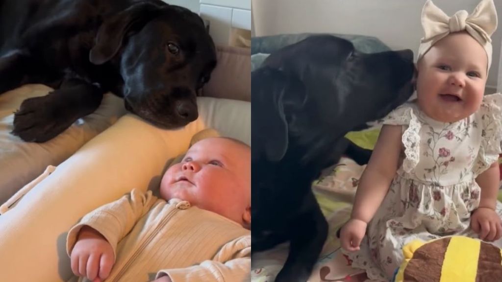 Dog’s Big Brother Role Gets a Sweet Little Upgrade When Baby Sister Arrives