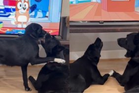 Dog Wants To Play, but Furry Sibling Is Too Busy Watching TV