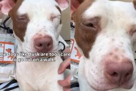 Human Meets Shelter Dog & Admits They Don’t Go on Walks During Visits for a Heartbreaking Reason