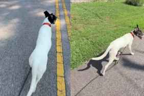 ‘Nervous’ Foster Dog’s First Walk Didn’t Go as Expected, but Everything Changed 2 Weeks Later