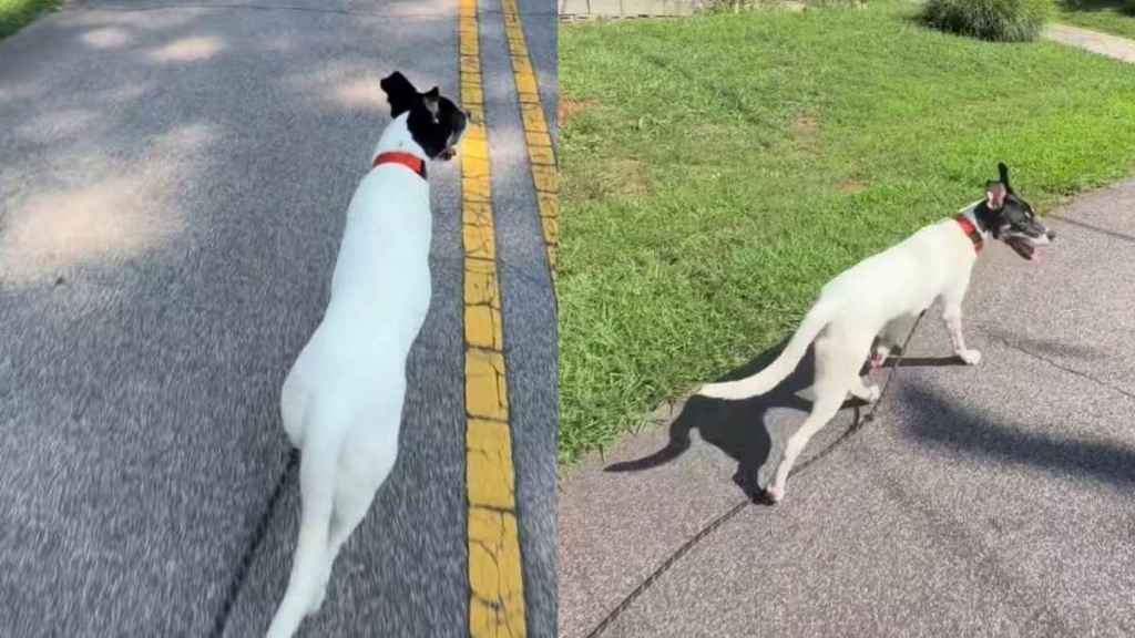 ‘Nervous’ Foster Dog’s First Walk Didn’t Go as Expected, but Everything Changed 2 Weeks Later