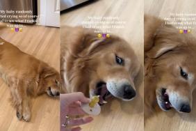 Golden Retriever’s Antics Leave Baby Crying & Mom in Absolute Disbelief