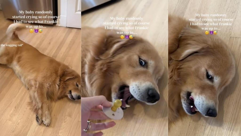 Golden Retriever’s Antics Leave Baby Crying & Mom in Absolute Disbelief