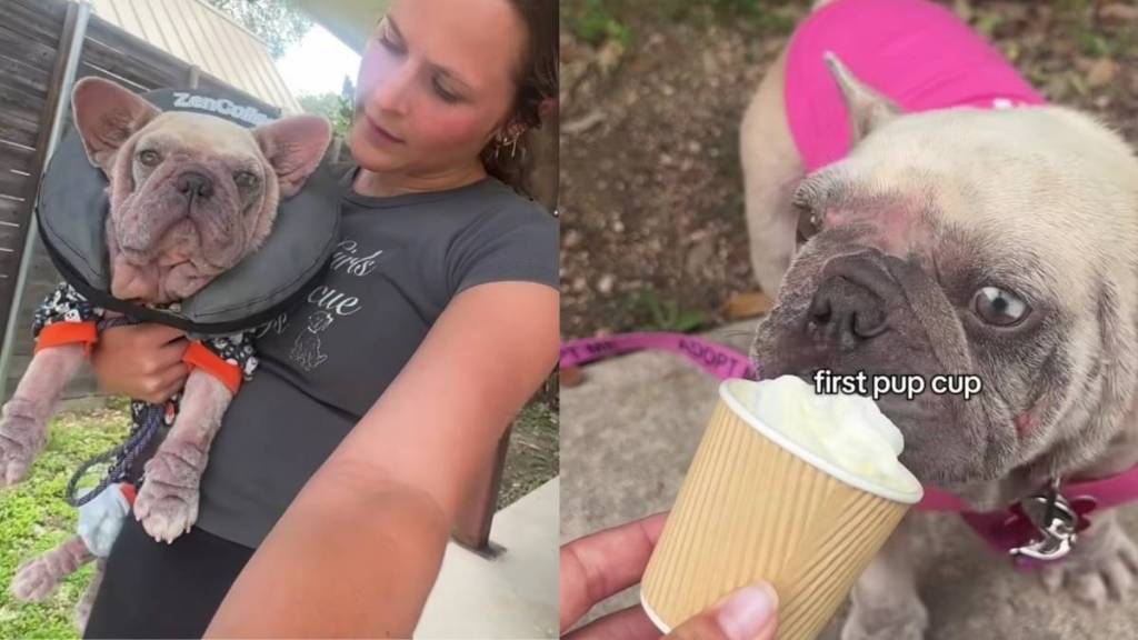 Rescue Dog Left To Die on the Streets Discovers the Joy of Being Loved