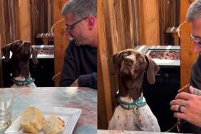 Dog Can't Stop Watching the Pigeons Crashing Dinner