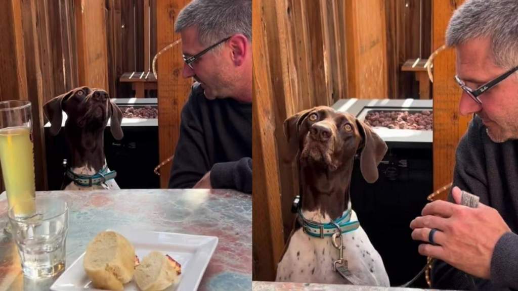 Dog Can't Stop Watching the Pigeons Crashing Dinner
