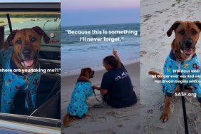 Human Takes Longest Resident Shelter Dog To Watch Her First Sunset & Show Life Beyond Kennel Walls