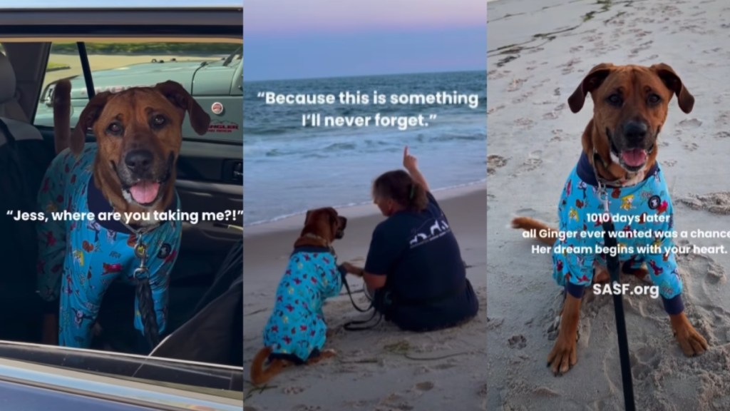 Human Takes Longest Resident Shelter Dog To Watch Her First Sunset & Show Life Beyond Kennel Walls