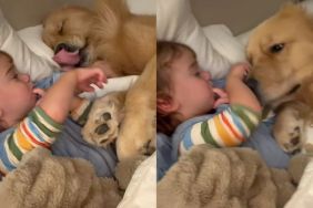 Golden Retriever Wakes From His Nap, Gives Toddler a Kiss & Goes Back To Sleep