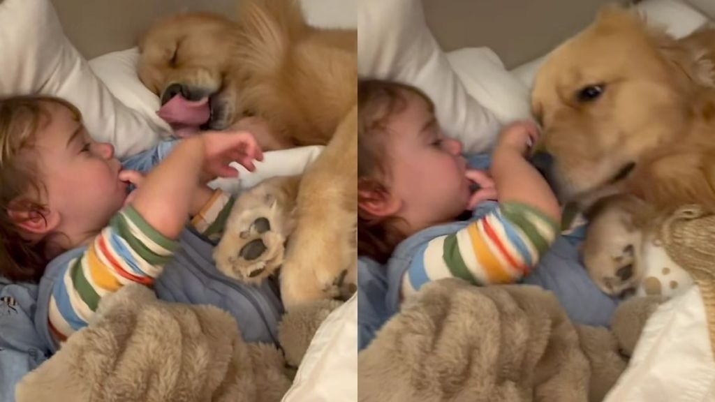 Golden Retriever Wakes From His Nap, Gives Toddler a Kiss & Goes Back To Sleep