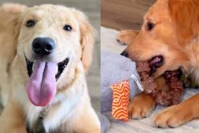 Foster Golden Retriever Has Everything but the One Thing He Needs Most