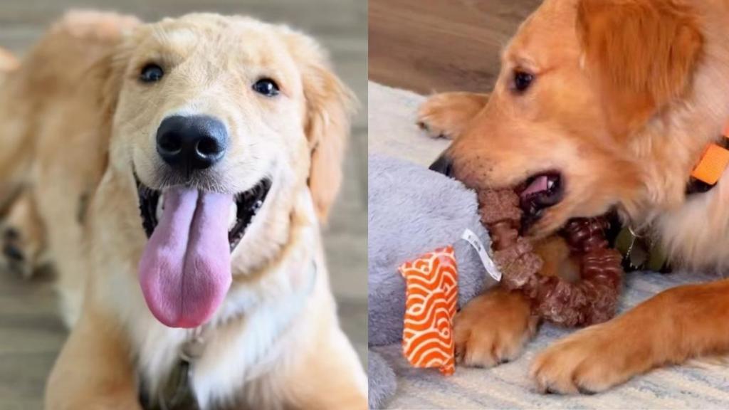 Foster Golden Retriever Has Everything but the One Thing He Needs Most