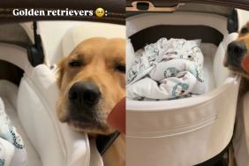 Golden Retriever Becomes Baby’s Best Friend & Their Little Routine Is Too Sweet
