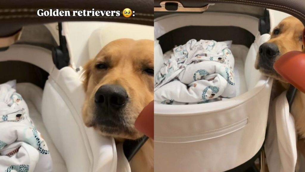 Golden Retriever Becomes Baby’s Best Friend & Their Little Routine Is Too Sweet