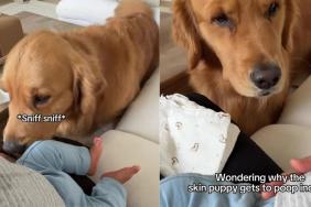 Golden Retriever Discovers Baby’s Bathroom Privileges & Calls Out the Double Standard